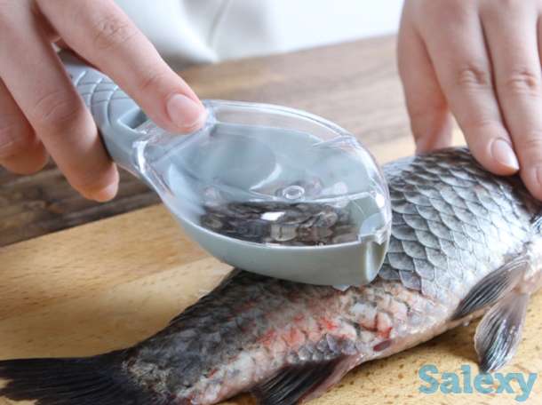 Рыба очиститель, фотография 6