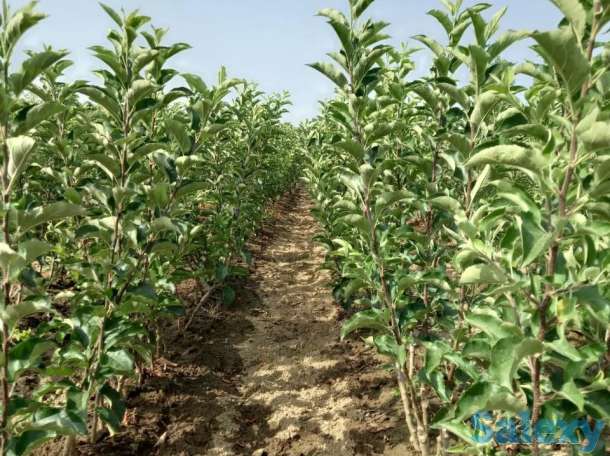 Саженцы яблони 