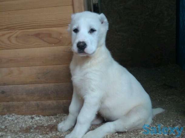 Продаются щенки САО от Ак Сункара - отец и Helisia De Wait Bonia - мать щенков., фотография 7