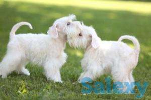 Щенки цвергшнауцера, фотография 6