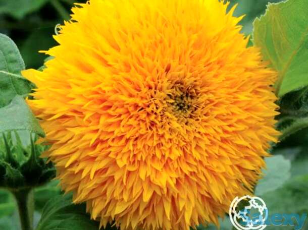 Семена Подсолнечник Медвежонок, фотография 1