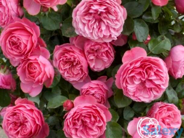 Роза леонардо да винчи, мейян, фотография 1