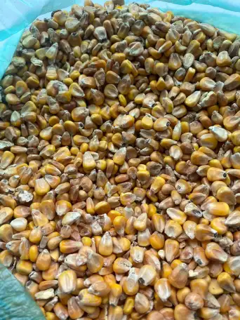 Кукуруза, фотография 2