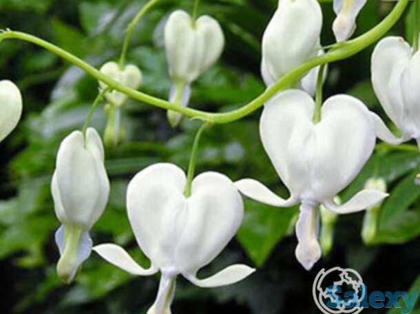 Дицентра Спектабилис Альба, фотография 1