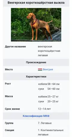 Щенки Венгерской выжлы, фотография 8