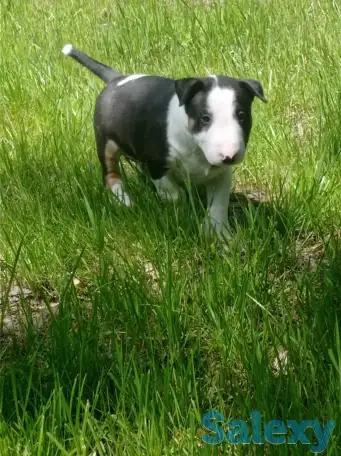 Миниатюрный бультерьер, фотография 9
