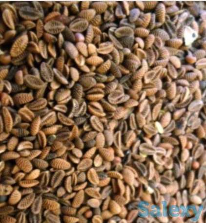 Семена фацелии пижмолистной - 