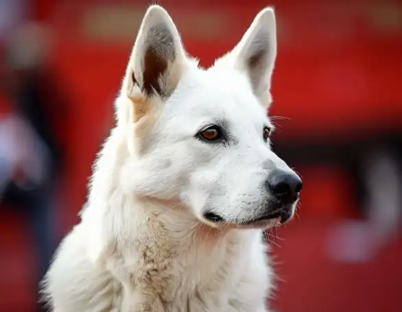 Щенок белой швейцарской овчарки, фотография 1