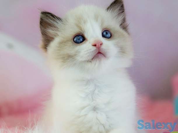 Великолепные котята породы Рэгдолл, фотография 3