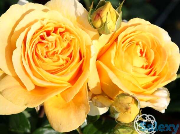 Роза Люмен чайно-гибридная, фотография 1