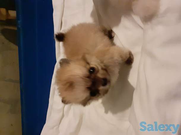 Померанский шпиц, фотография 5