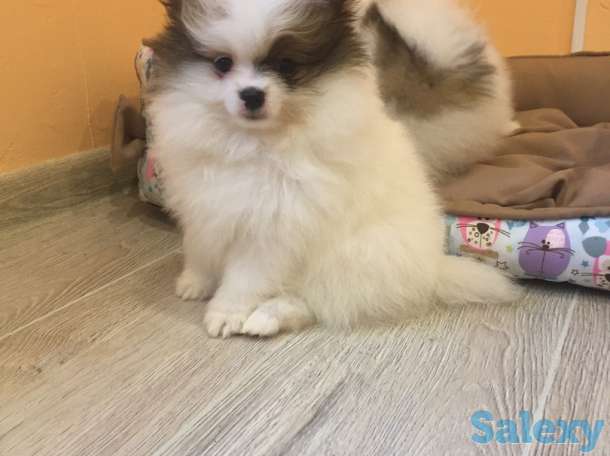 Щенки шпица: мальчик и девочка с вет.паспортами, фотография 2