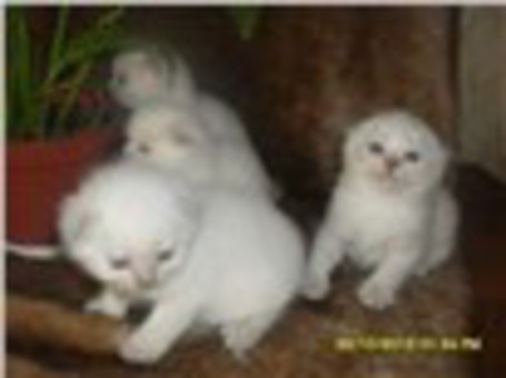 шотландские вислоухие котята, фотография 1