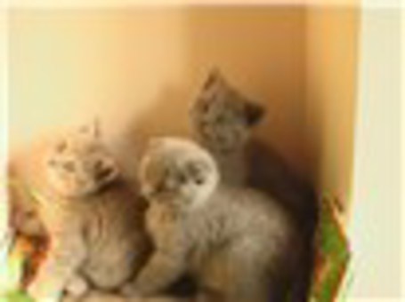 шотландские вислоухие котята, фотография 2