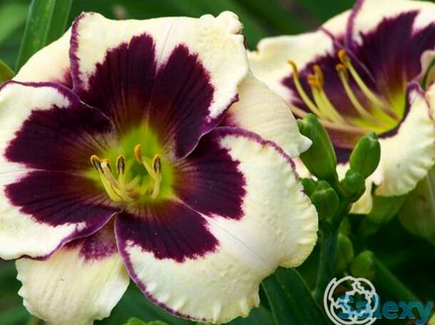 Лилейник селебрейшн оф энджел, фотография 1