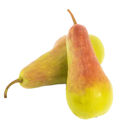 Талгарская красавица, фотография 1