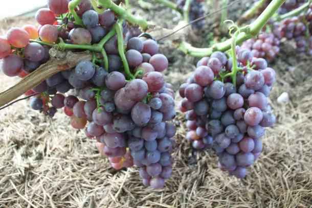 Продам саженцы винограда, фотография 3