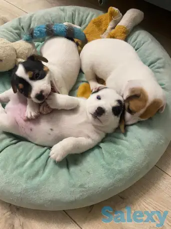 Продаются милые щенки ДжекРассел терьера, фотография 1