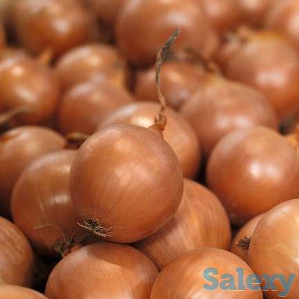 Семена лука тип Banko, фотография 2