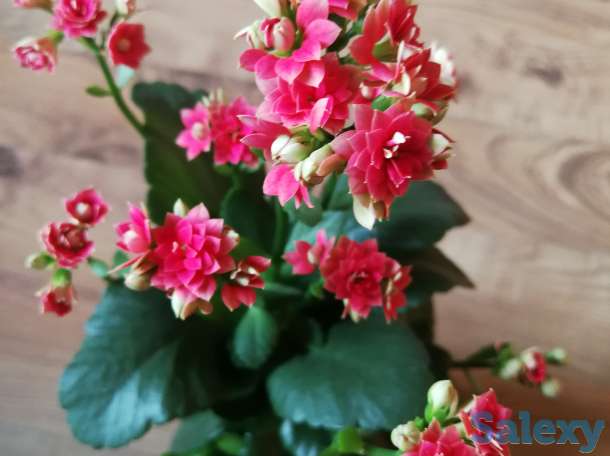 Комнатные цветы, фотография 8