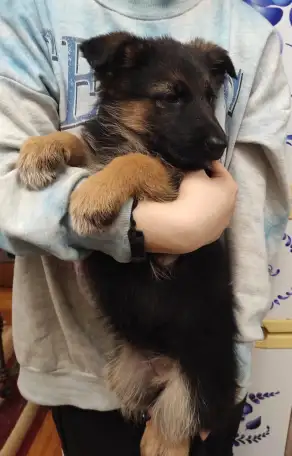 Щенки 100 немецкой овчарки, фотография 11