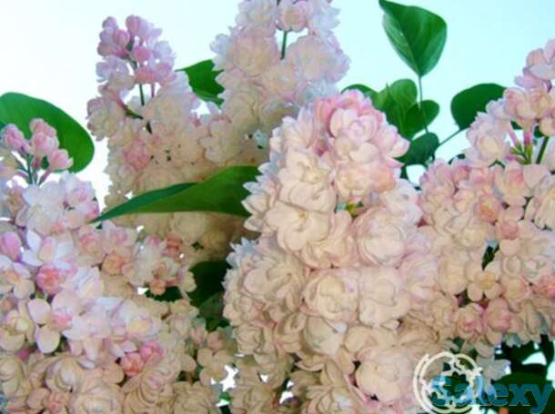 Сирень красавица москвы, фотография 1