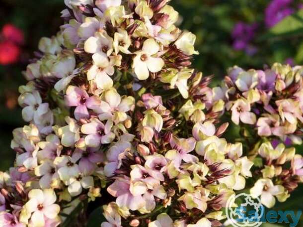 Флокс метельчатый мистик грин, фотография 1