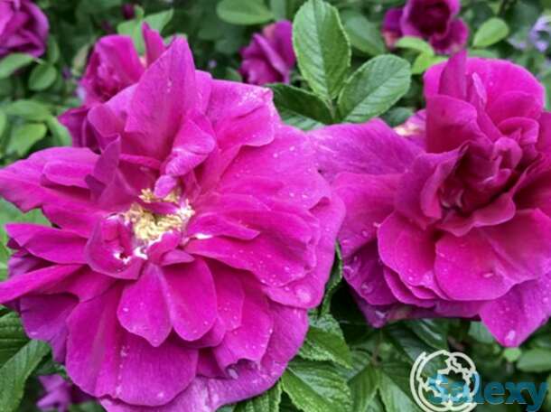 Роза ханса, кордес, фотография 1