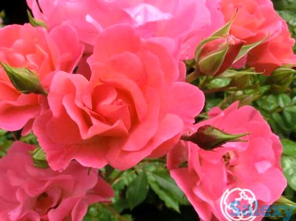 Роза макси вита, топалович, фотография 1