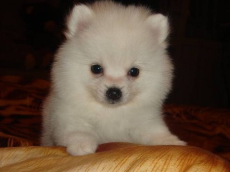 Померанский шпиц Мальчик и девочка., фотография 1