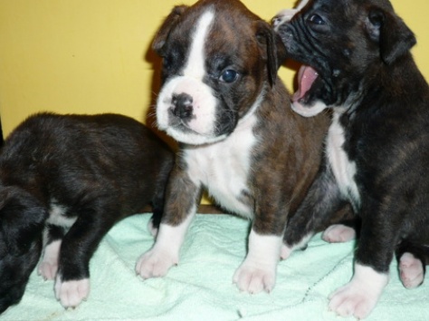 Продам щенки боксера 45000тенге, фотография 1