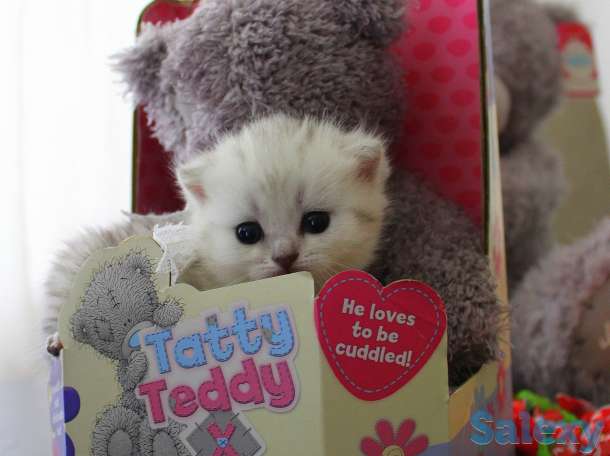 Шотландские шиншиллы, фотография 8