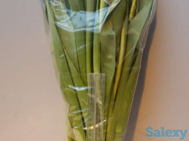 Тюльпаны оптом, фотография 8