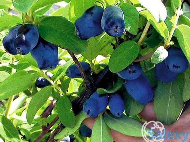 Жимолость Лазурная, фотография 1