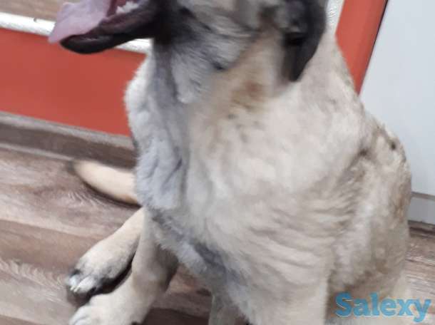 Щенки Кангала, фотография 2