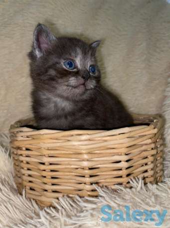 Продам котят мальчиков и девочек., фотография 4