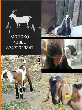 Продается козье молоко 700 тг, фотография 1