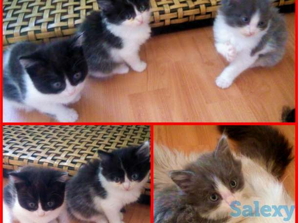 Котята даром, фотография 5