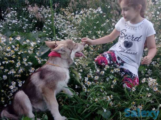 Щенки собаки Сарлоса (Saarloos Wolfdogs), фотография 10