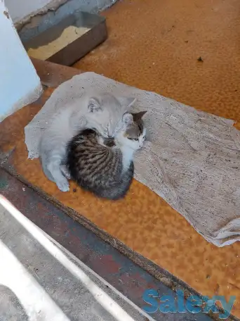 отдам котят в хорошие руки, фотография 4