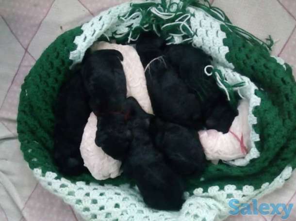 щенки королевского пуделя, фотография 8