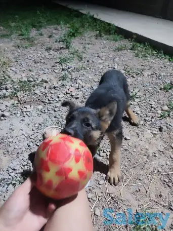 Продам щенка овчарки, фотография 3