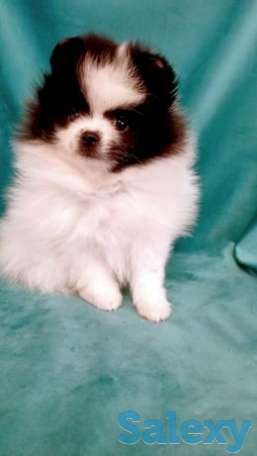 Миниатюрный померанский шпиц,девочка,супермини, фотография 1