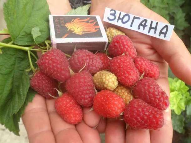 Саженцы малины в Алматы. Ремонтантные сорта. Весна 2017, фотография 1