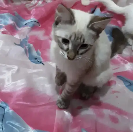 Отдам в хорошие руки кошечку 3 месяца, фотография 2