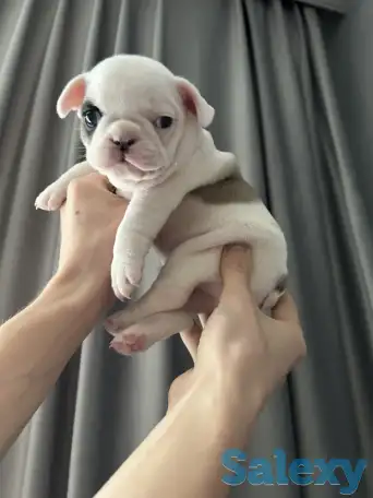 Очаровательные щенки, с сладкими складочками, фотография 1