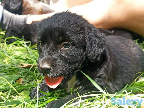 Отдам щенят, фотография 2