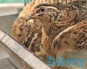 Продам перепелиную ферму, фотография 1