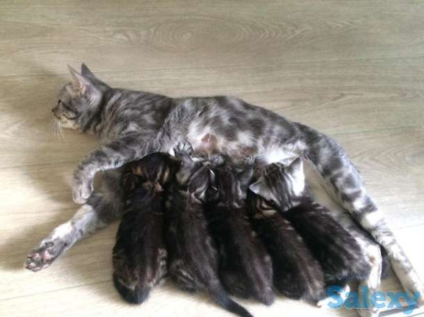 Продам шотландских котят, фотография 1