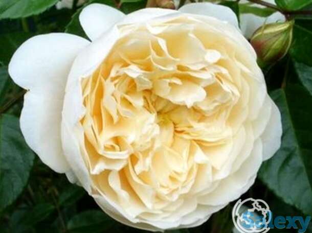 Роза перпетуали ерз, харкнесс, фотография 1